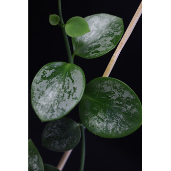 Hoya sp. Biak ( splash, round leaves ) sklep z kwiatami hoya