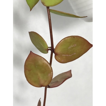 Hoya sp. PNG SV 462 store with hoya flowers