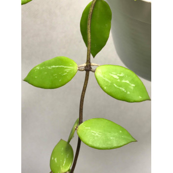 Hoya sp. PNG SV 462 store with hoya flowers