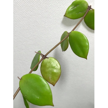 Hoya sp. PNG SV 462 store with hoya flowers