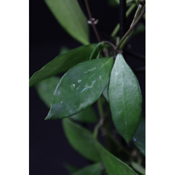 Hoya sp. PNG SV 462 store with hoya flowers