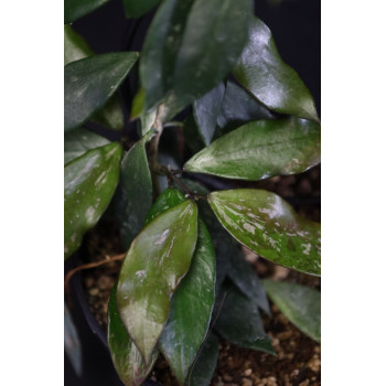 Hoya sp. PNG SV 462 store with hoya flowers