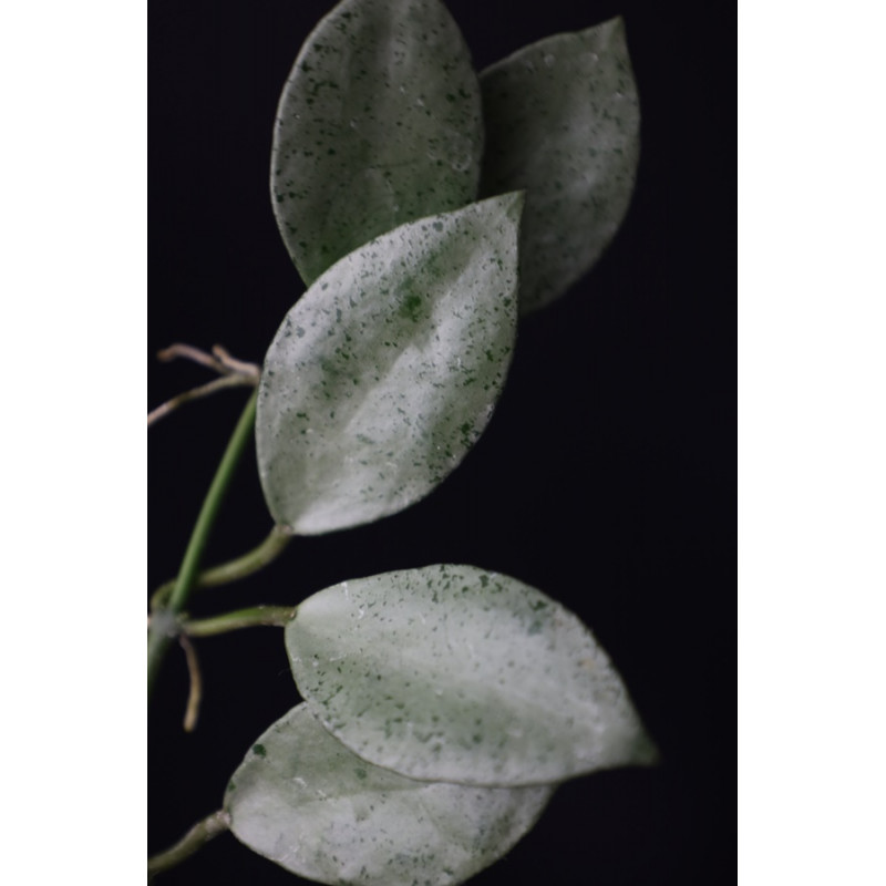 Hoya lacunosa 'Mint Coin' ( true! ) sklep z kwiatami hoya