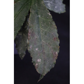 Hoya undulata BLACK ( long wavy leaves ) - ukorzeniona sklep z kwiatami hoya