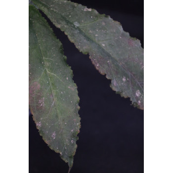 Hoya undulata BLACK ( long wavy leaves ) sklep internetowy