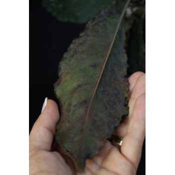 Hoya undulata BLACK ( long wavy leaves ) - ukorzeniona sklep z kwiatami hoya