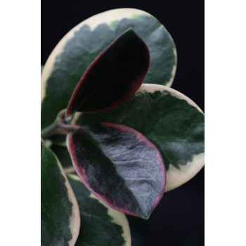 Hoya australis albomarginata (II) sklep z kwiatami hoya