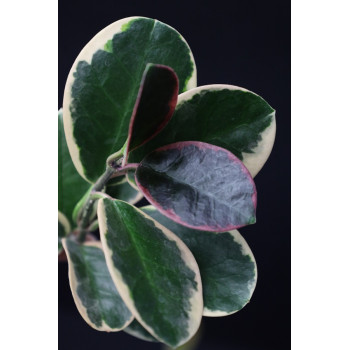 Hoya australis albomarginata (II) internet store