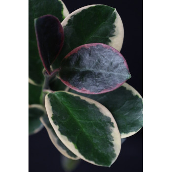 Hoya australis albomarginata (II) sklep z kwiatami hoya