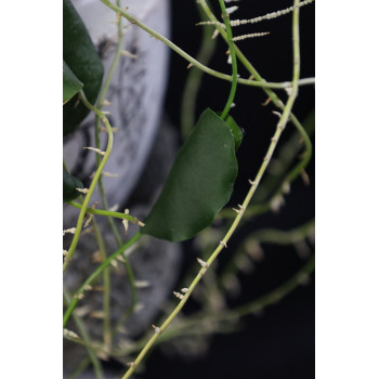 Hoya imbricata green leaves store with hoya flowers