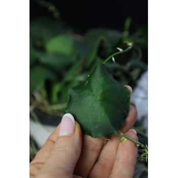Hoya imbricata green leaves sklep z kwiatami hoya