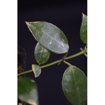 Hoya lacunosa albomarginata 'Asami' sklep z kwiatami hoya