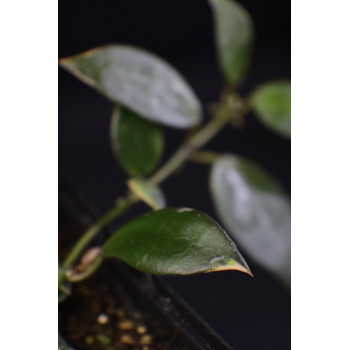 Hoya lacunosa albomarginata 'Asami' sklep z kwiatami hoya
