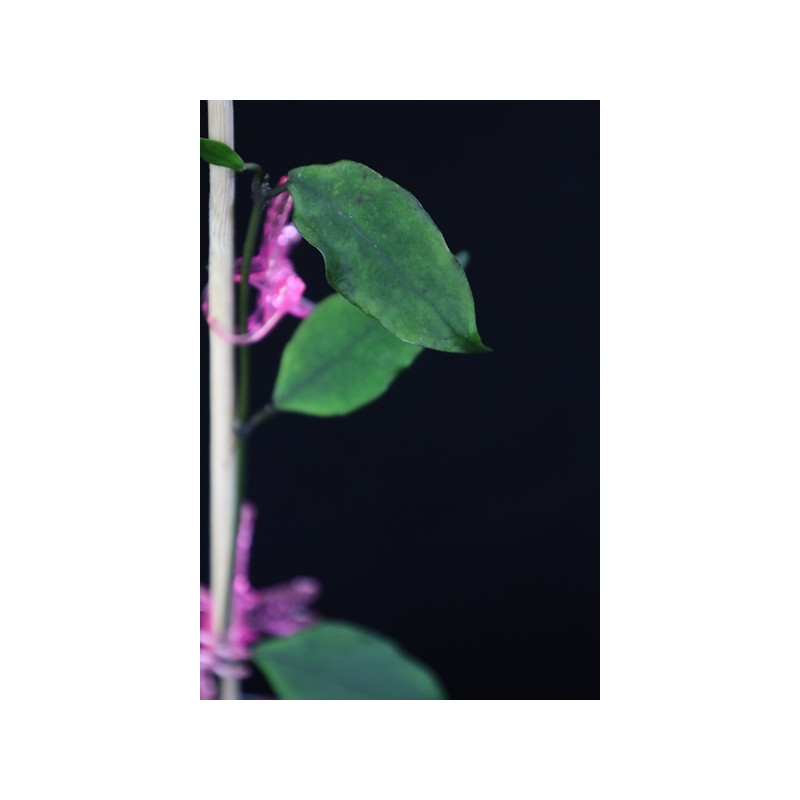 Hoya wightii ssp. wightii ( ex. edenii IML1361 ) sklep z kwiatami hoya