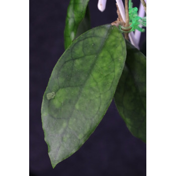 Hoya 'Fonnie' ( finlaysonii x incrassata EK2020-17 ) sklep z kwiatami hoya