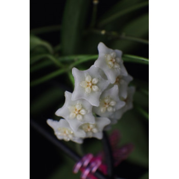 Hoya siamica sklep z kwiatami hoya