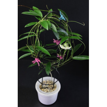 Hoya siamica sklep z kwiatami hoya
