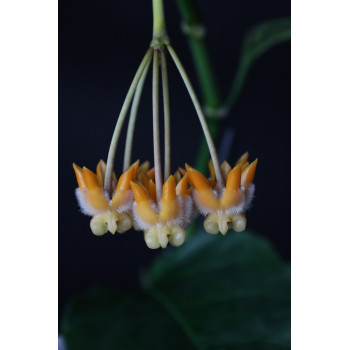 Hoya lasiantha sklep z kwiatami hoya