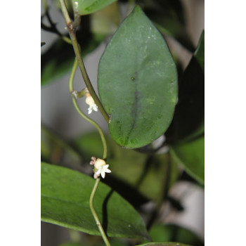 Dischidia membranifolia sklep z kwiatami hoya