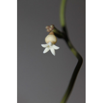 Dischidia membranifolia sklep z kwiatami hoya
