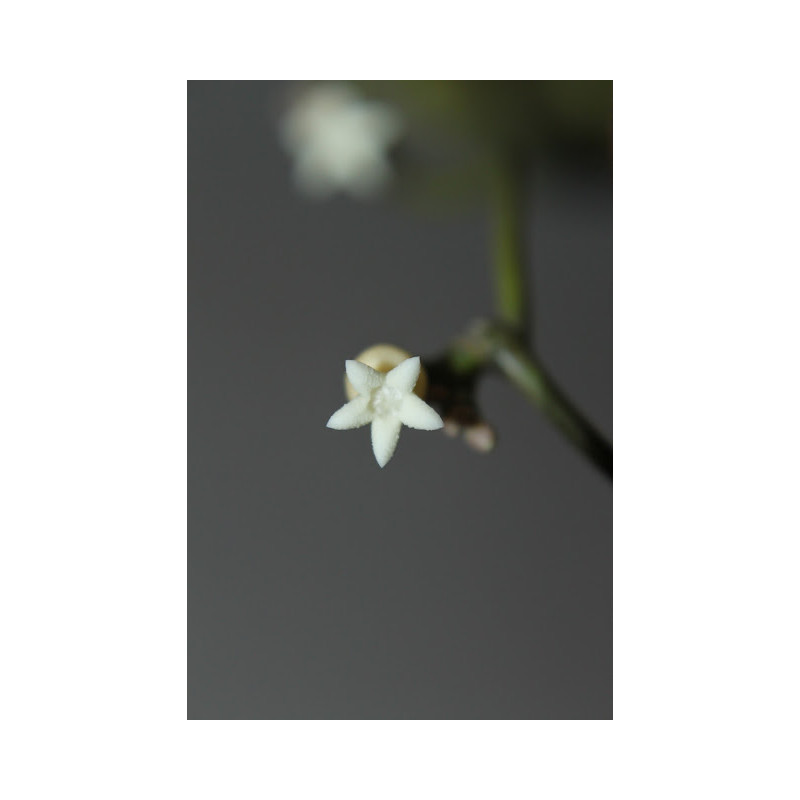 Dischidia membranifolia store with hoya flowers