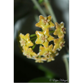 Hoya sp. Kota Kinabalu sklep z kwiatami hoya