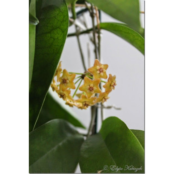 Hoya sp. Kota Kinabalu sklep z kwiatami hoya
