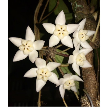Hoya buntokensis Silver spot sklep z kwiatami hoya