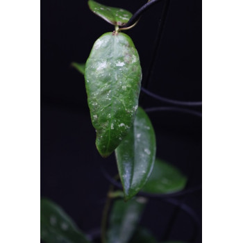 Hoya buntokensis Silver spot sklep z kwiatami hoya