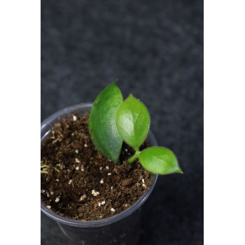 Hoya aeschynanthoides - ukorzeniona sklep internetowy
