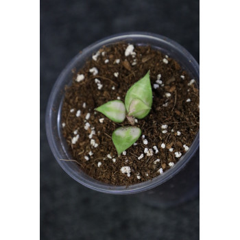 Hoya lacunosa variegata - ukorzeniona sklep internetowy