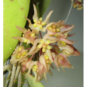 Hoya ruthiae sklep z kwiatami hoya
