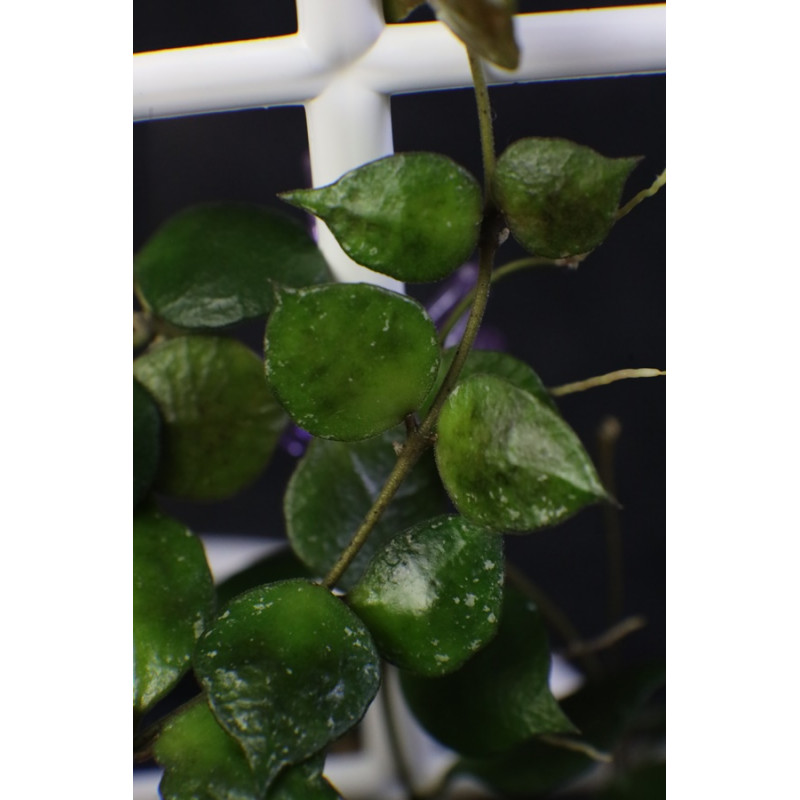 Hoya minutiflora sklep z kwiatami hoya