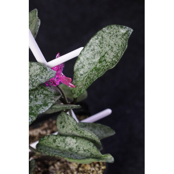 Hoya carnosa 'Grey Ghost' (II) sklep z kwiatami hoya