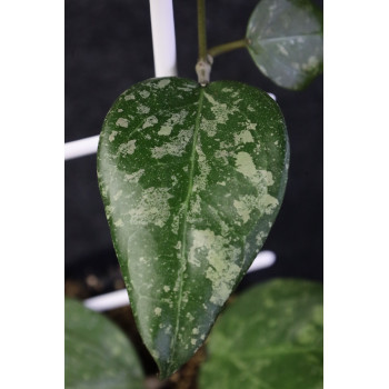 Hoya verticillata Lampung ( splash leaves ) internet store
