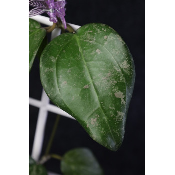 Hoya verticillata Lampung ( splash leaves ) sklep z kwiatami hoya
