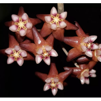 Hoya kaikoeana ( sp. Dahlia ) sklep z kwiatami hoya