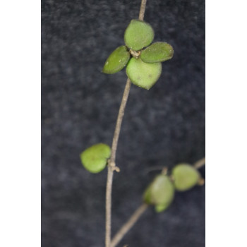 Hoya mamasa ssp. longicorolla sklep z kwiatami hoya