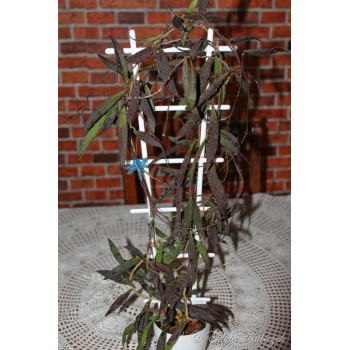 Hoya mirabilis ( clone A ) store with hoya flowers