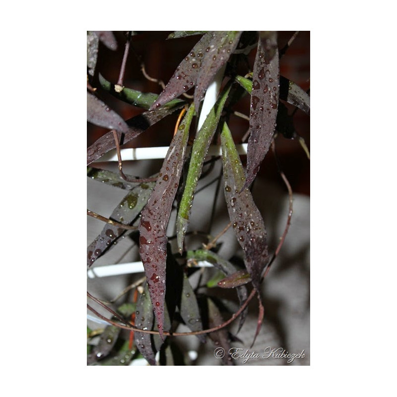 Hoya mirabilis ( clone A ) sklep z kwiatami hoya