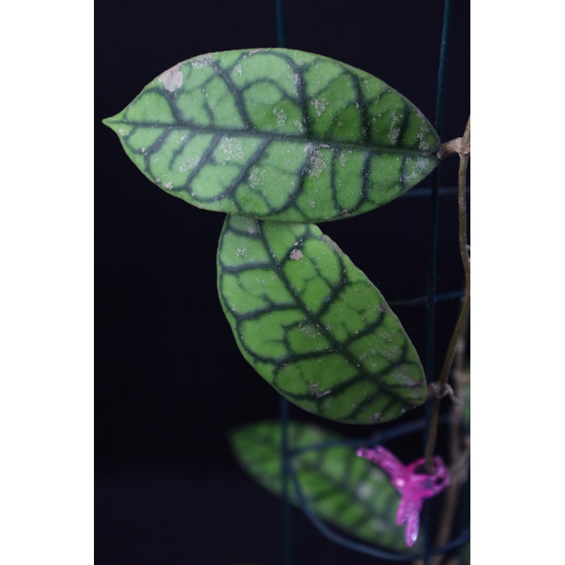 Hoya callistophylla Vena sklep z kwiatami hoya