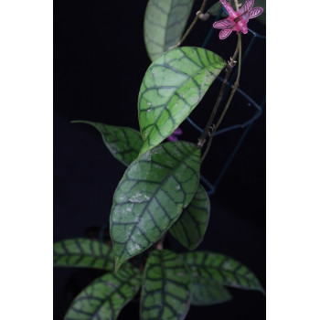 Hoya callistophylla Vena sklep z kwiatami hoya