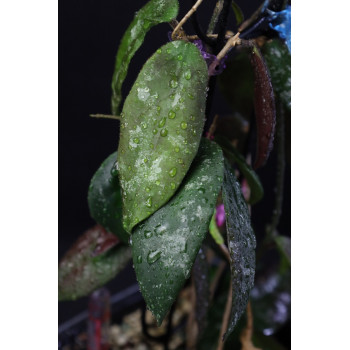 Hoya caudata ( red ) sklep z kwiatami hoya