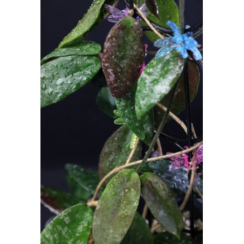 Hoya caudata ( red ) sklep z kwiatami hoya