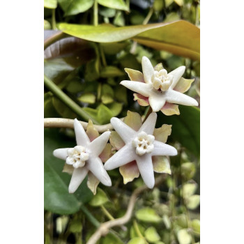 Hoya albiflora sp. Papua sklep z kwiatami hoya