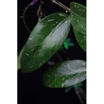 Hoya sp. Nakornrachasrima sklep z kwiatami hoya