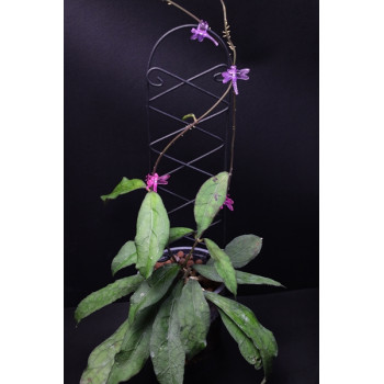 Hoya clemensiorum ( T. Green ) sklep z kwiatami hoya