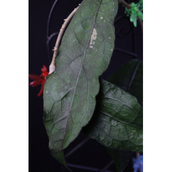 Hoya clemensiorum ( T. Green ) sklep z kwiatami hoya