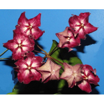 Hoya onychoides IML0559 sklep z kwiatami hoya