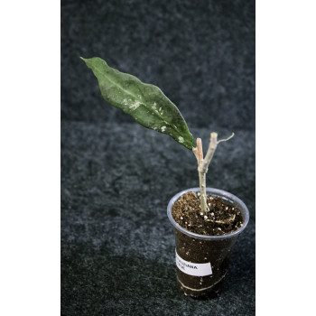 Hoya fauziana ssp. fauziana (true) - rooted internet store